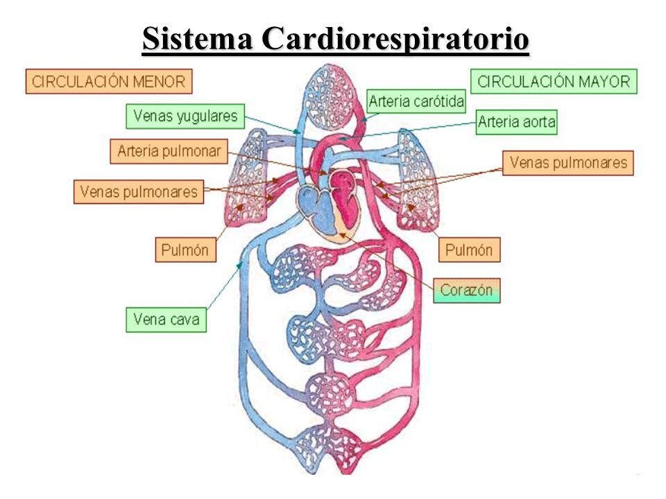 Sistema Cardiorespiratorio 