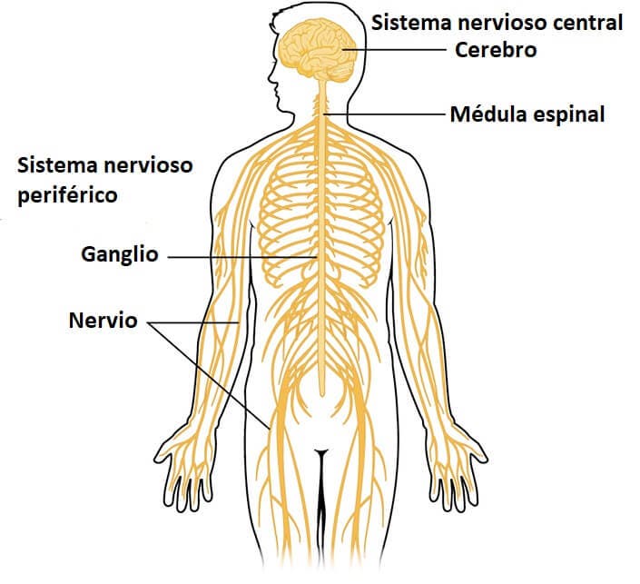 partes del sistema nervioso