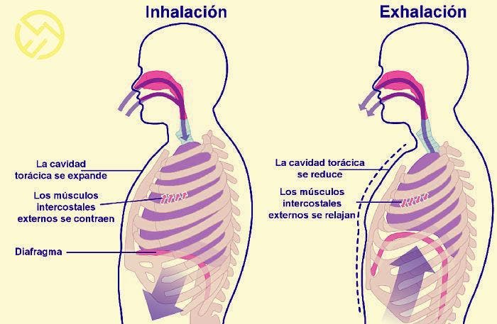 Sistema Respiratorio, mecanismo de la respiración 