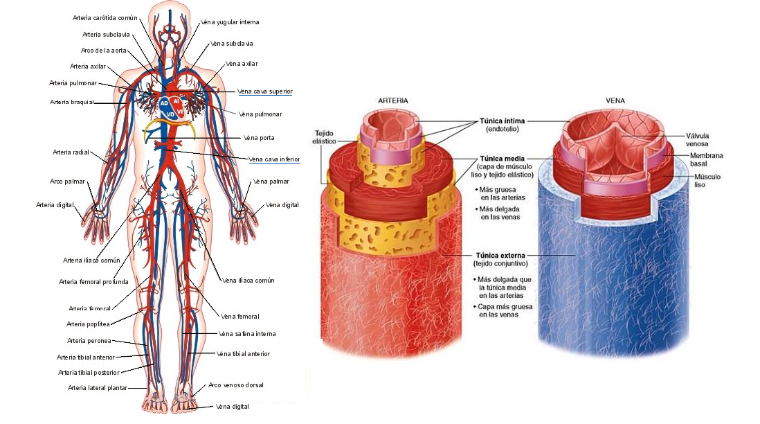 anatomía del sistema venoso anatomía del sistema venoso