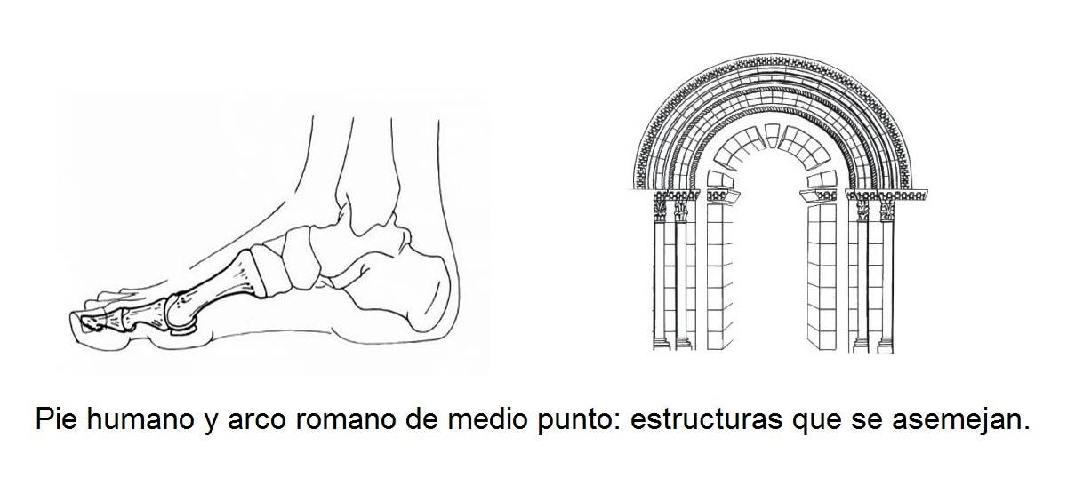 El pie, su estructura, sus arcos y los tipos de pies según estos arcos