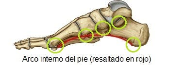 El pie, su estructura, sus arcos y los tipos de pies según estos arcos