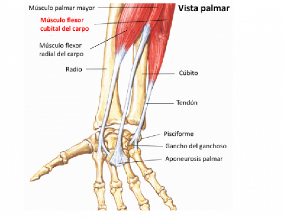 Tendinitis del cubital anterior y posterior. Causas, síntomas y tratamiento