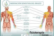 Inervación sensitiva y neurodinámica del brazo