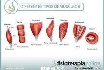 Conócete por dentro para encontrarte mejor por fuera, conoce los músculos y sus características