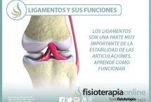 Los ligamentos son una parte muy importante de la estabilidad de las articulaciones. Aprende como funcionan