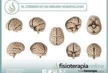 El cerebro, un órgano maravilloso