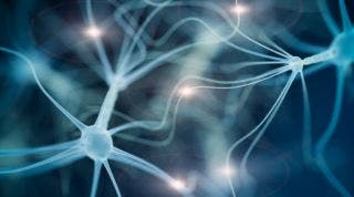 Sistema endocrino: qué es, cual es su función y sus glándulas Sistema endocrino: qué es, cual es su función y sus glándulas