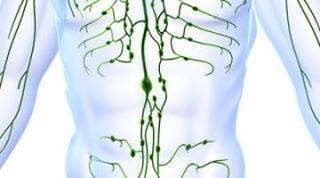 El sistema linfático. Para que sirve y cómo funciona