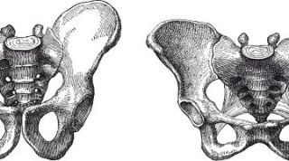 Anatomía de la pelvis femenina y masculina. Suelo pélvico y diferencias entre ambos Anatomía de la pelvis femenina y masculina. Suelo pélvico y diferencias entre ambos