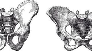 Расширение таза мужчин. Мужской и женский таз анатомия. Кости таза мужчины и женщины. Мужской таз. Скелет таза мужчины.