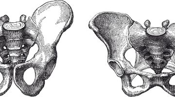 Anatomía de la pelvis femenina y masculina. Suelo pélvico y diferencias entre ambos Anatomía de la pelvis femenina y masculina. Suelo pélvico y diferencias entre ambos