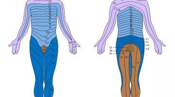 ¿Qué es la Dermo-Neuro-Modulación y cuáles son sus beneficios? ¿Qué es la Dermo-Neuro-Modulación y cuáles son sus beneficios?