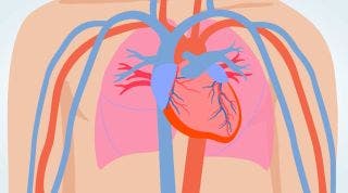 7 Curiosidades que no sabías sobre el corazón y el sistema circulatorio