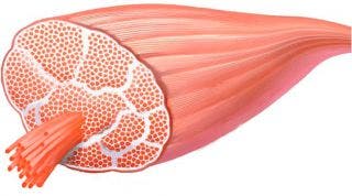 Músculos. Anatomía, función y fisiología de la fibra muscular Músculos. Anatomía, función y fisiología de la fibra muscular