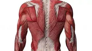 ¿Por qué los músculos se llaman así?