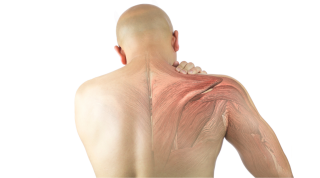 Cómo la fascia y las tensiones viscerales pueden estar afectando tu tendinopatía de hombro