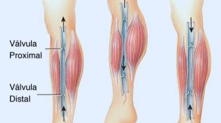 Relación entre el sistema circulatorio y la fragilidad muscular: claves para prevenir lesiones en el gemelo Relación entre el sistema circulatorio y la fragilidad muscular: claves para prevenir lesiones en el gemelo