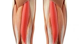 Readaptación ante una rotura de fibras del bíceps femoral de un futbolista (Parte I)