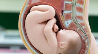 8 Curiosidades que no sabías sobre el embarazo, los que ocurre en el cuerpo de la mujer, la capacidad que tiene el cuerpo y a lo que se esta expuesta.