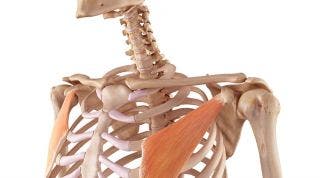 Pectoral Menor. Anatomía, función y lesiones en las que se ve involucrado