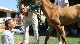 Equinoterapia: Los caballos mejoran tu salud