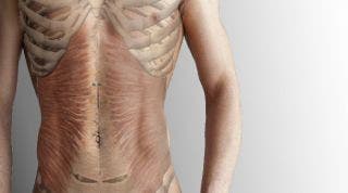 Músculo transverso del abdomen
