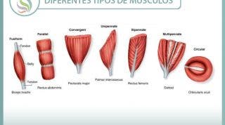 Conócete por dentro para encontrarte mejor por fuera, conoce los músculos y sus características