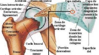 La artritis y la artrosis se refieren a la inflamación y degeneración de la articulación y el cartílago articular pero ¿qué es este cartílago? La artritis y la artrosis se refieren a la inflamación y degeneración de la articulación y el cartílago articular pero ¿qué es este cartílago?