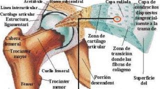 La artritis y la artrosis se refieren a la inflamación y degeneración de la articulación y el cartílago articular pero ¿qué es este cartílago?