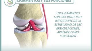 Los ligamentos son una parte muy importante de la estabilidad de las articulaciones. Aprende como funcionan