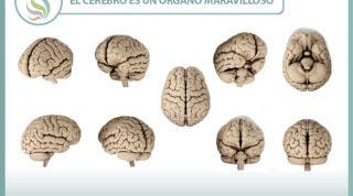 El cerebro, un órgano maravilloso