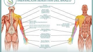 Inervación sensitiva y neurodinámica del brazo