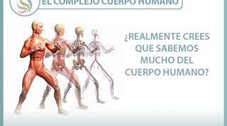 El complejo cuerpo humano