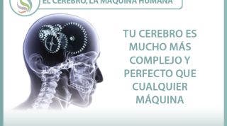 El cerebro, la máquina humana