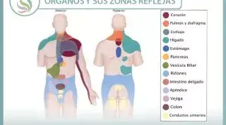 Trastornos digestivos y pinzamientos cervicales, relación y corrección