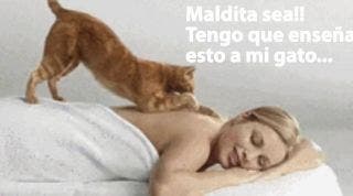 ¡Maldita sea! ¡Tengo que enseñar a hacer esto a mi gato!