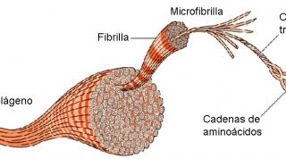 Qué es la colagenosis o enfermedad del colágeno. Signos, síntomas y tratamiento fisioterapéutico