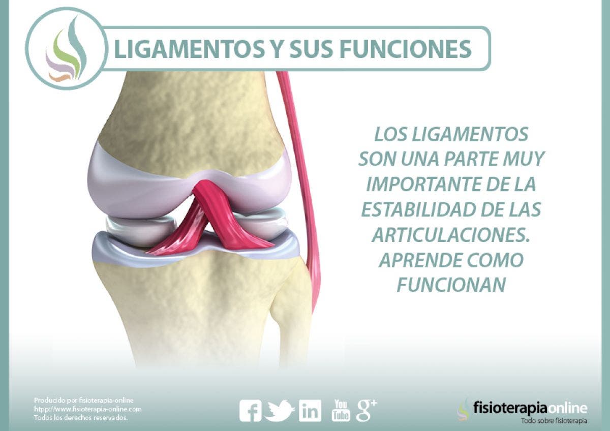 Los ligamentos son una parte muy importante de la estabilidad de las articulaciones. Aprende como funcionan