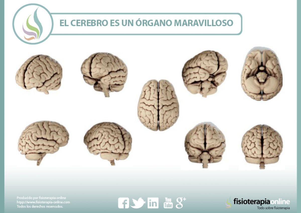 El cerebro, un órgano maravilloso