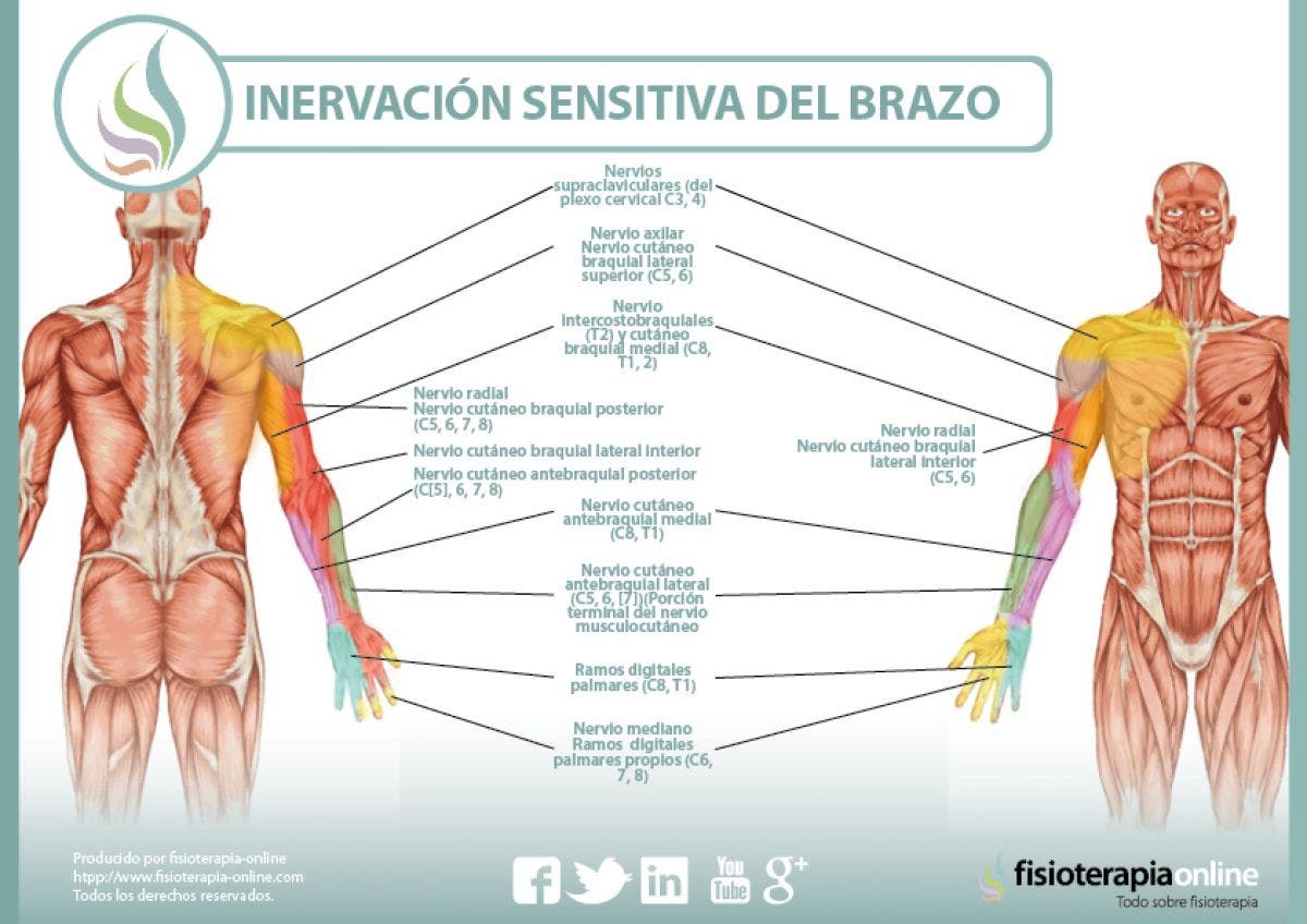 Inervación sensitiva y neurodinámica del brazo