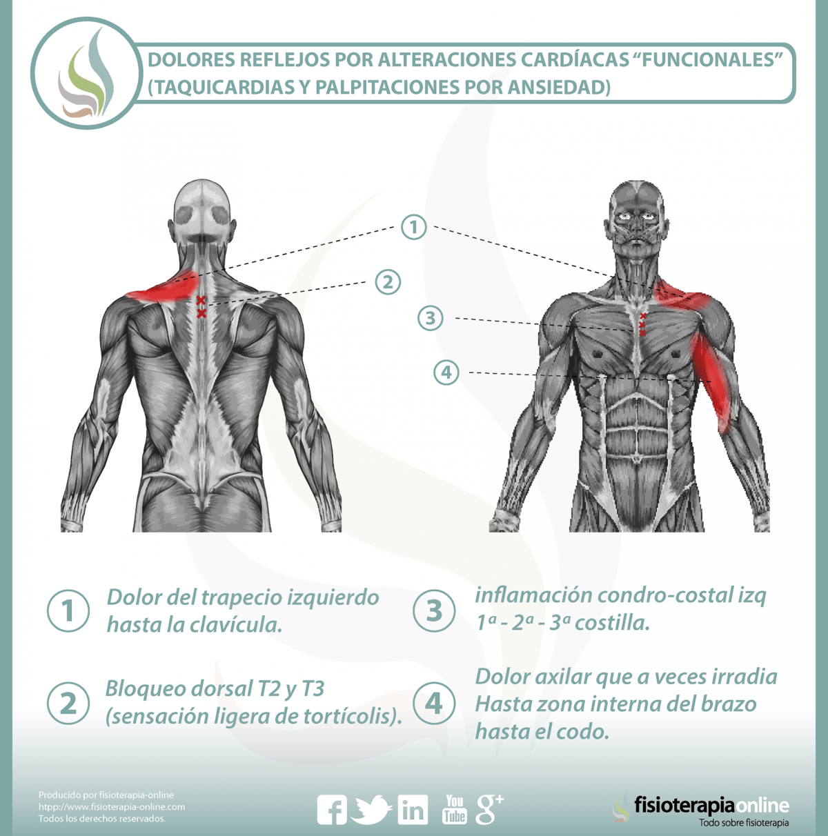 Relación entre el sistema cardio-circulatorio y el dolor de espalda