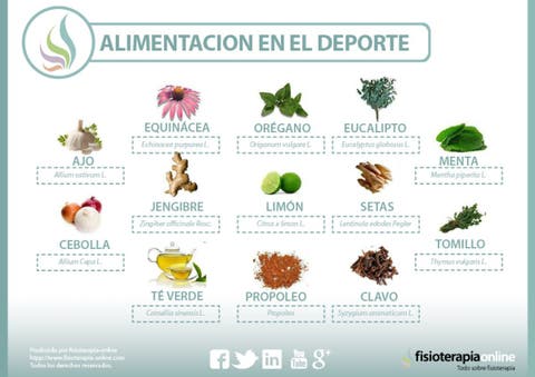 Plantas medicinales y antibióticos naturales | FisioOnline