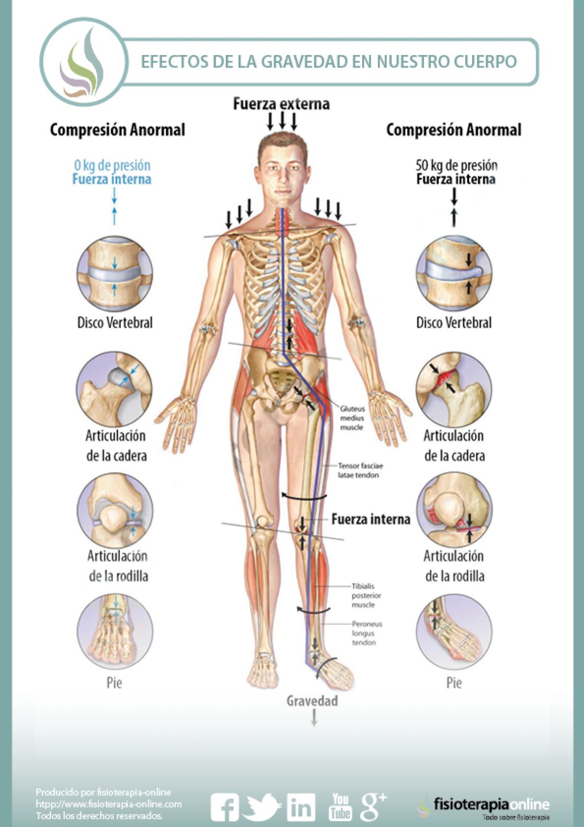 Los efectos de la gravedad sobre nuestro cuerpo y las articulaciones