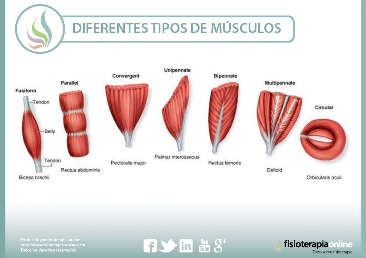 Conócete por dentro para encontrarte mejor por fuera, conoce los músculos y sus características