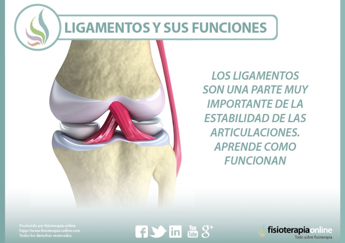 Los ligamentos son una parte muy importante de la estabilidad de las articulaciones. Aprende como funcionan