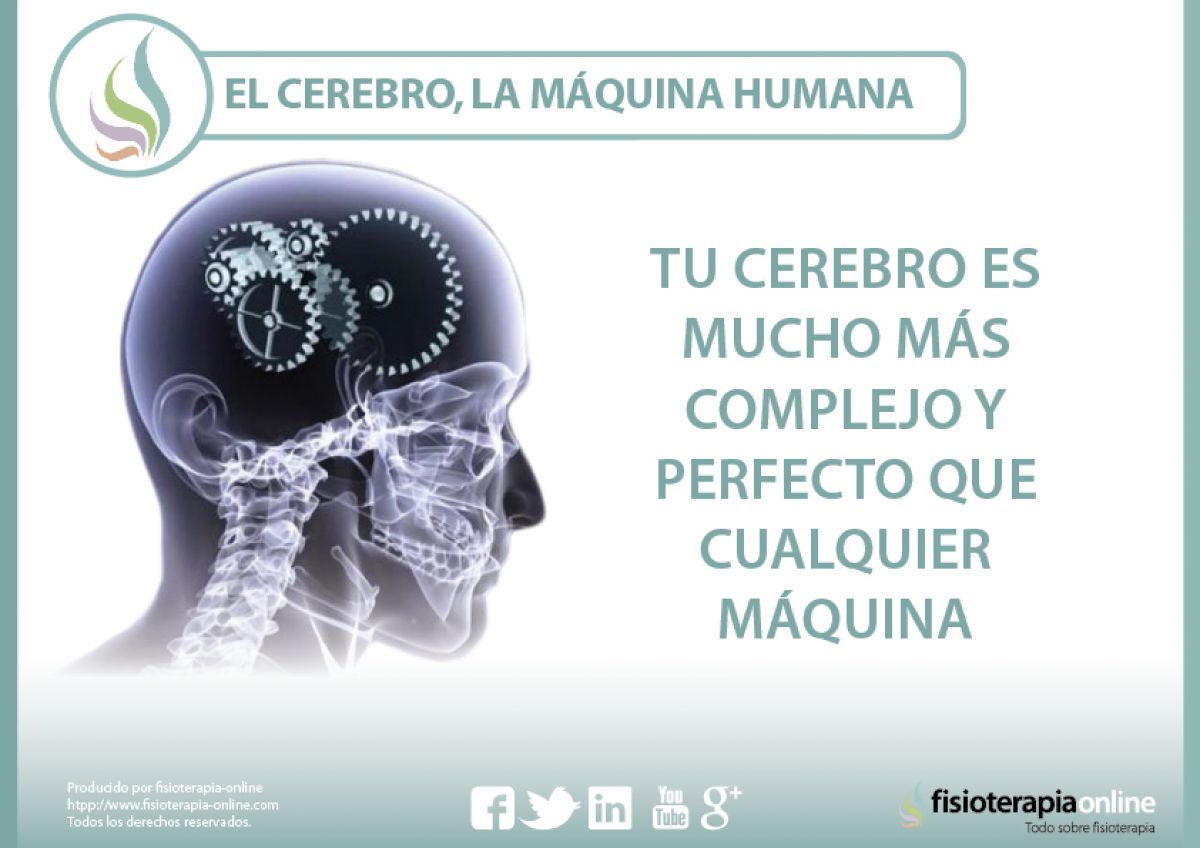 El cerebro, la máquina humana