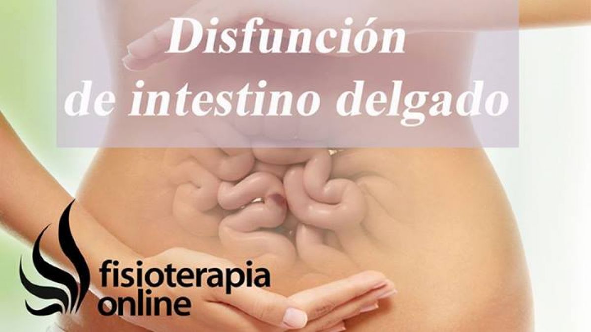 Disfunción de intestino delgado, o como el intestino puede influir en tu dolor de espalda