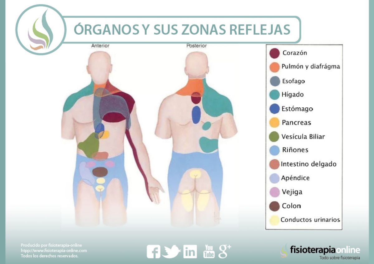 Cada órgano tiene su zona refleja, descubre cuales son