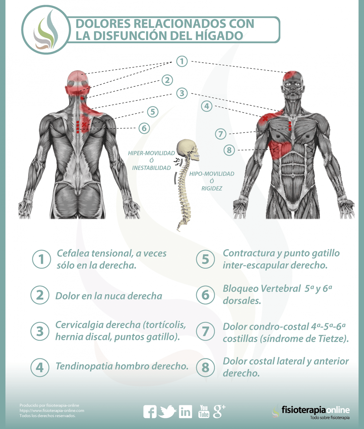 Relación entre el hígado y el dolor de espalda
